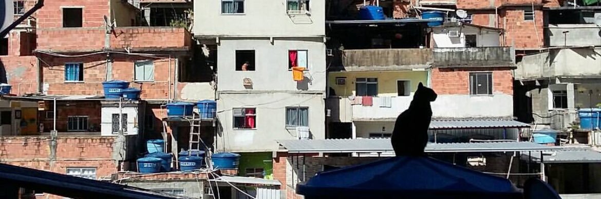iara modarelli's banner