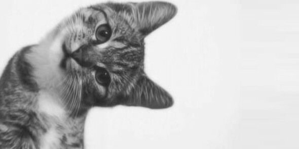 chrissy_bee's profile banner image