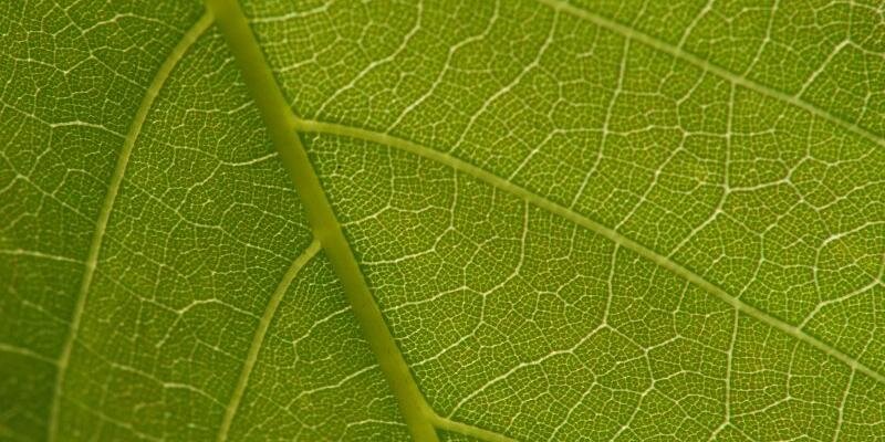 LocalHallGreen's profile banner image