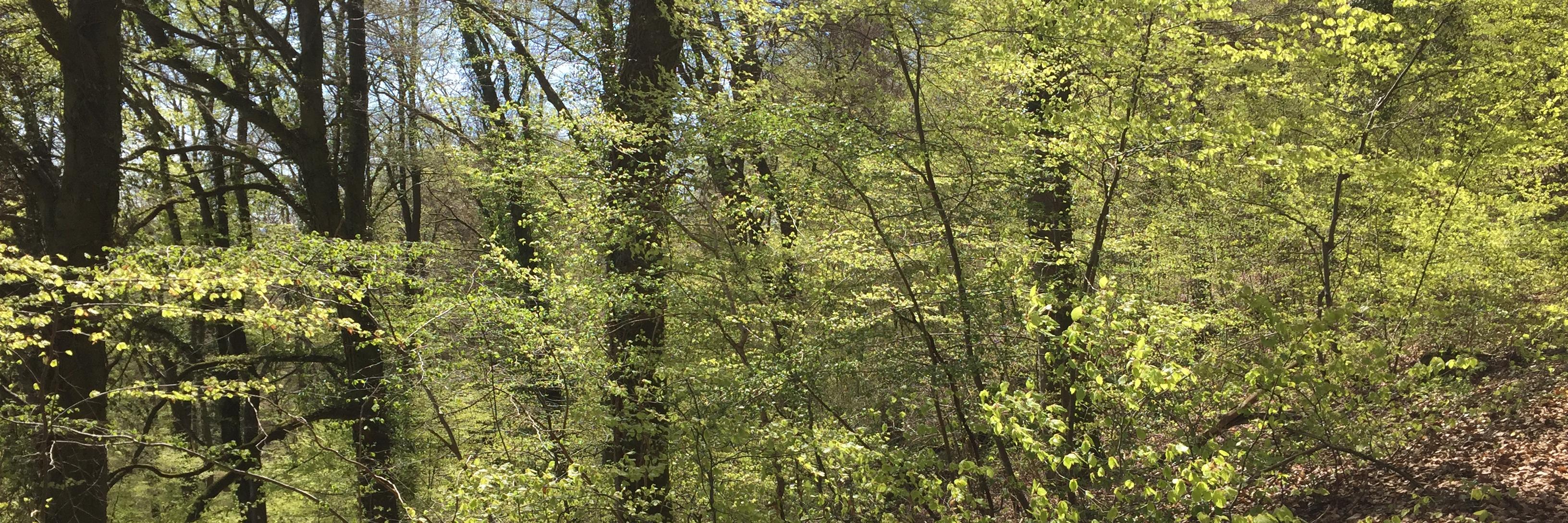 Claude Wiseler banner