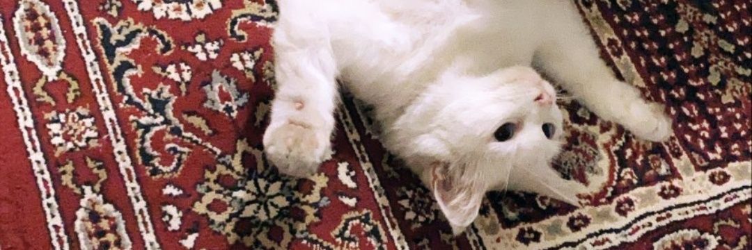 Azrnisa's profile banner image