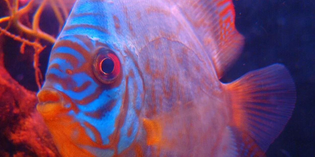 aquaholics's profile banner image