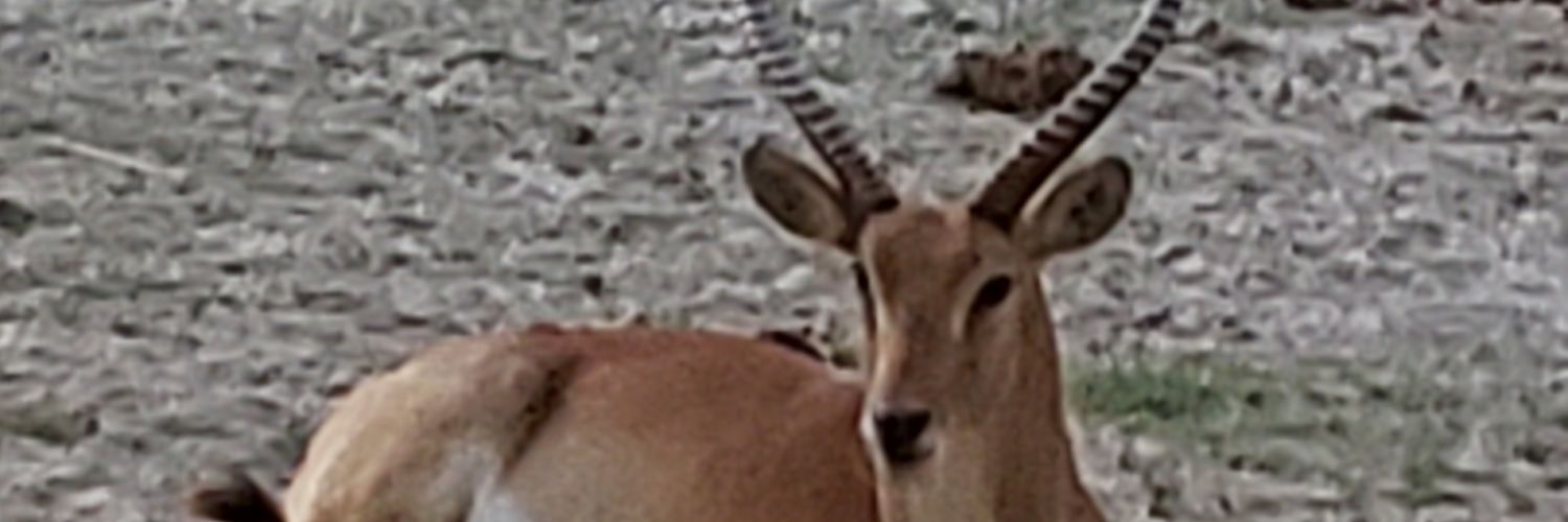 MaryLoch2a's profile banner image
