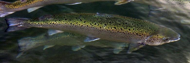AlfredTheSalmon banner