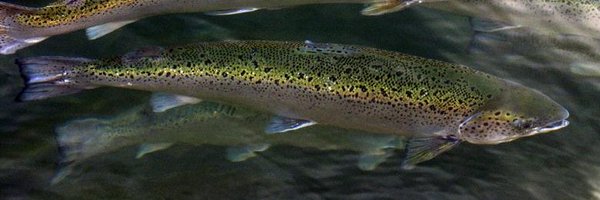 AlfredTheSalmon Profile Banner