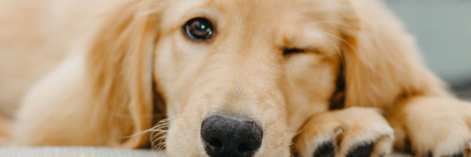 Treasure Tails banner