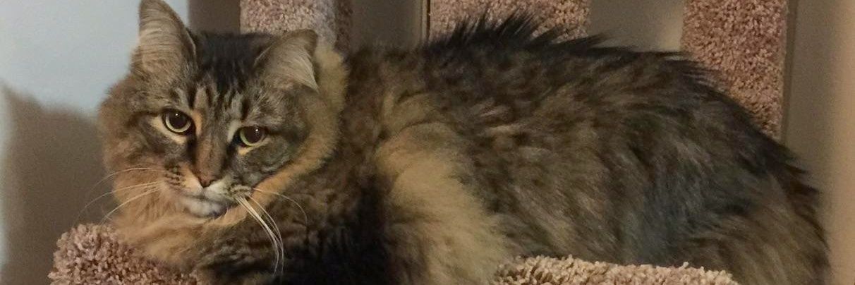 CiscoKitty1's profile banner image