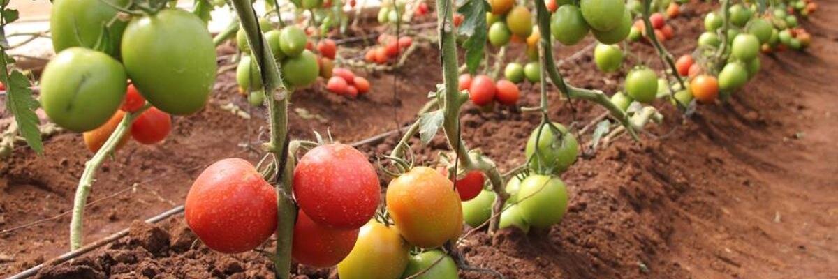 MkulimaM's profile banner image