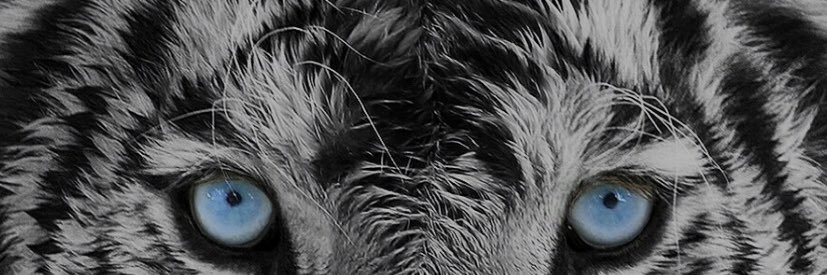 UTxDaProph3cy's profile banner image