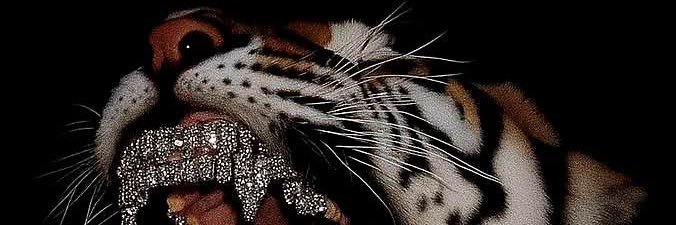 senayamaci's profile banner image