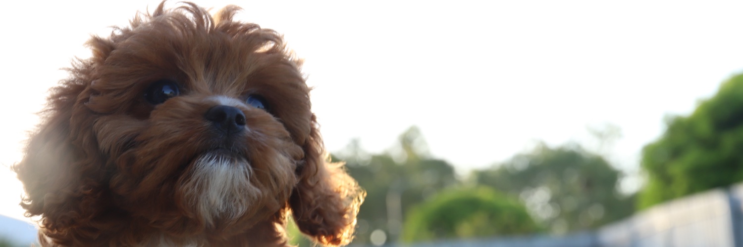 vinkeiam's profile banner image