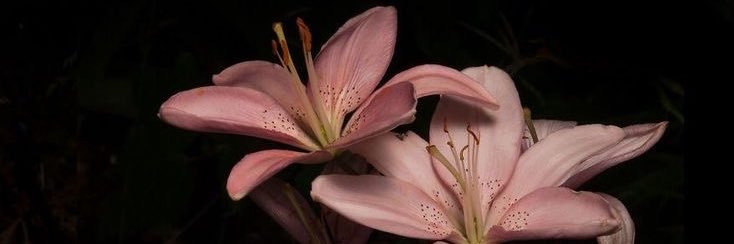 SenaaDilek's profile banner image