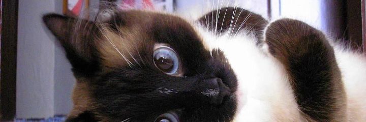BOOKEYBUTT_'s profile banner image