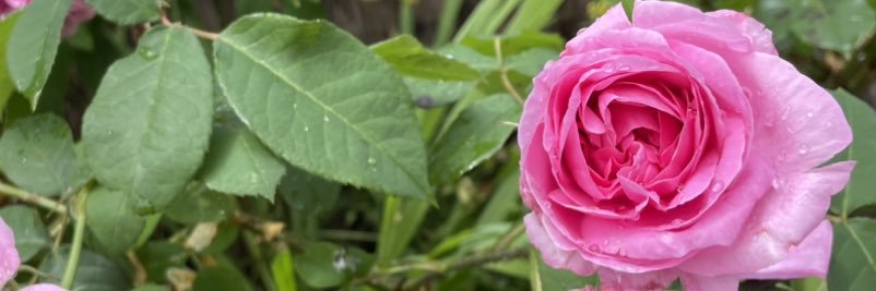 Eilis O'Malley banner