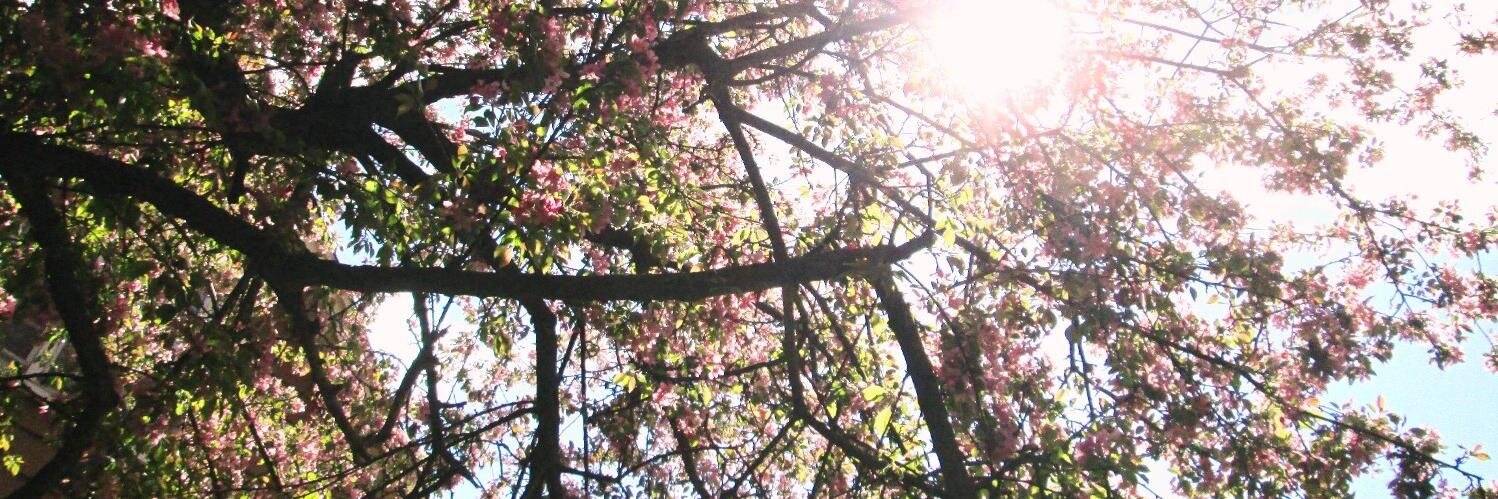 LaurieCQ's profile banner image