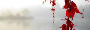 Shaunalee Greening banner