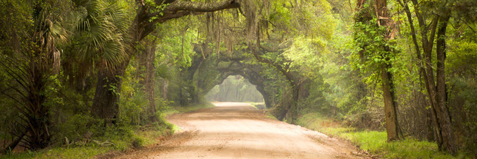 liveyougreen's profile banner image