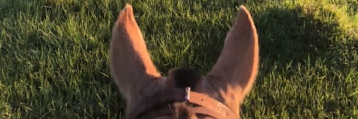 Sebastian Gay banner