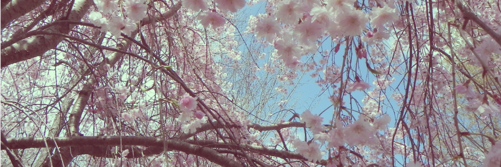 IcyFernAuthor's profile banner image