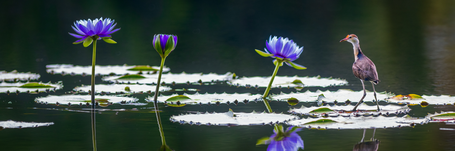 johanLphoto's profile banner image