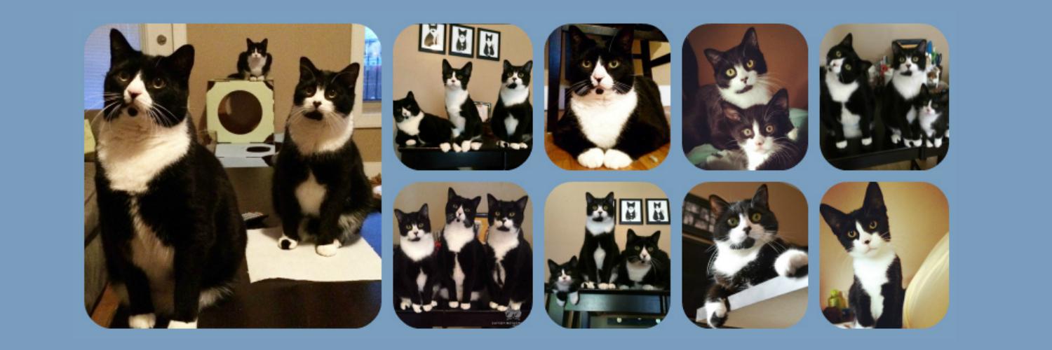 tuxedotrio's profile banner image