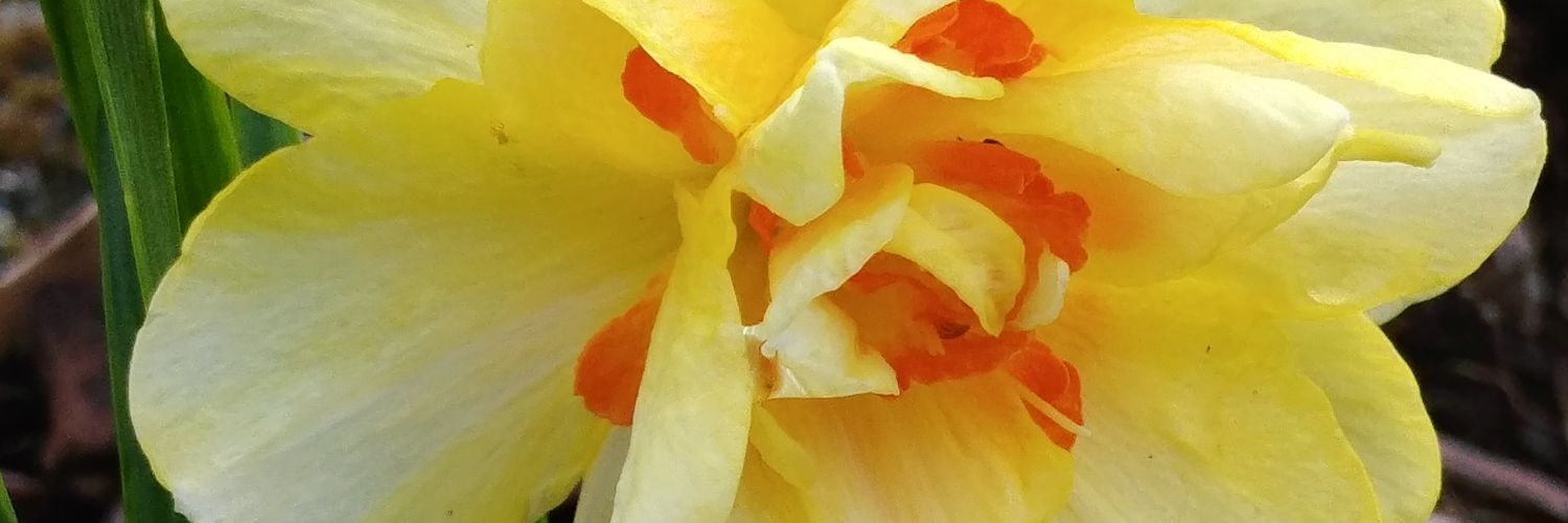 shaspea's profile banner image