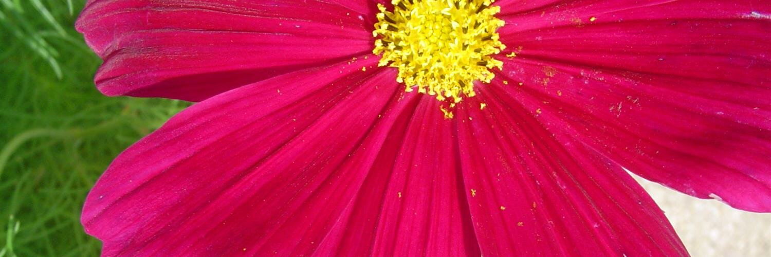 ReneeCoops72's profile banner image