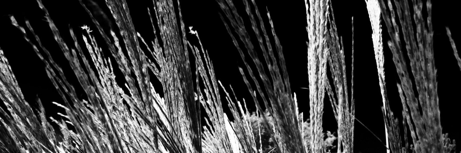 verdigoddess's profile banner image