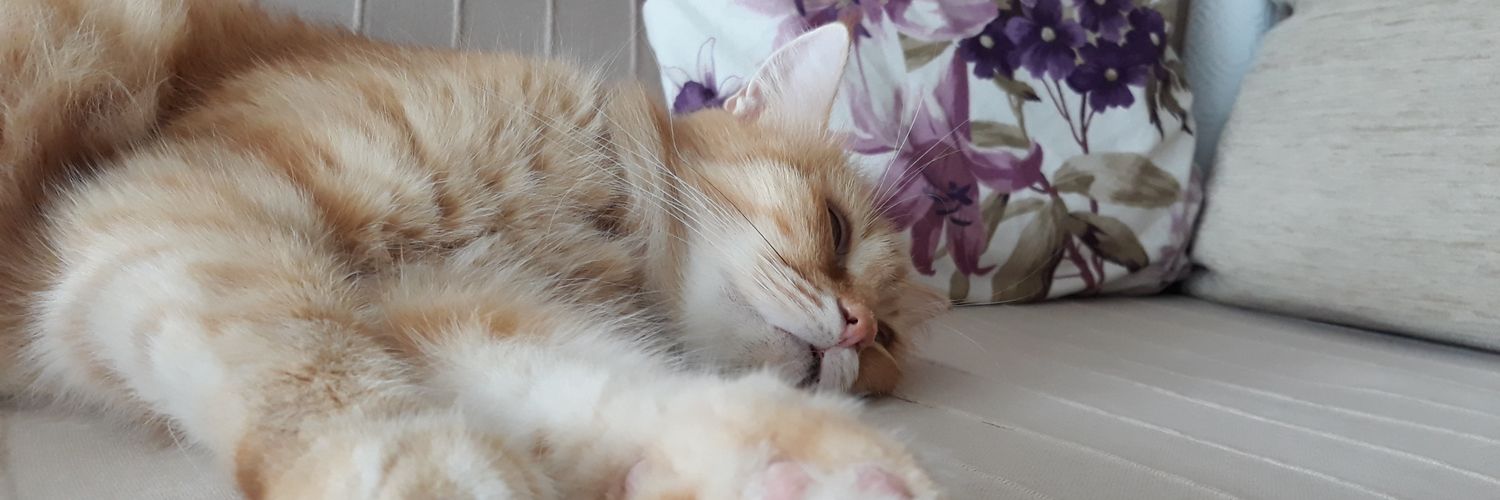OranliSerap's profile banner image