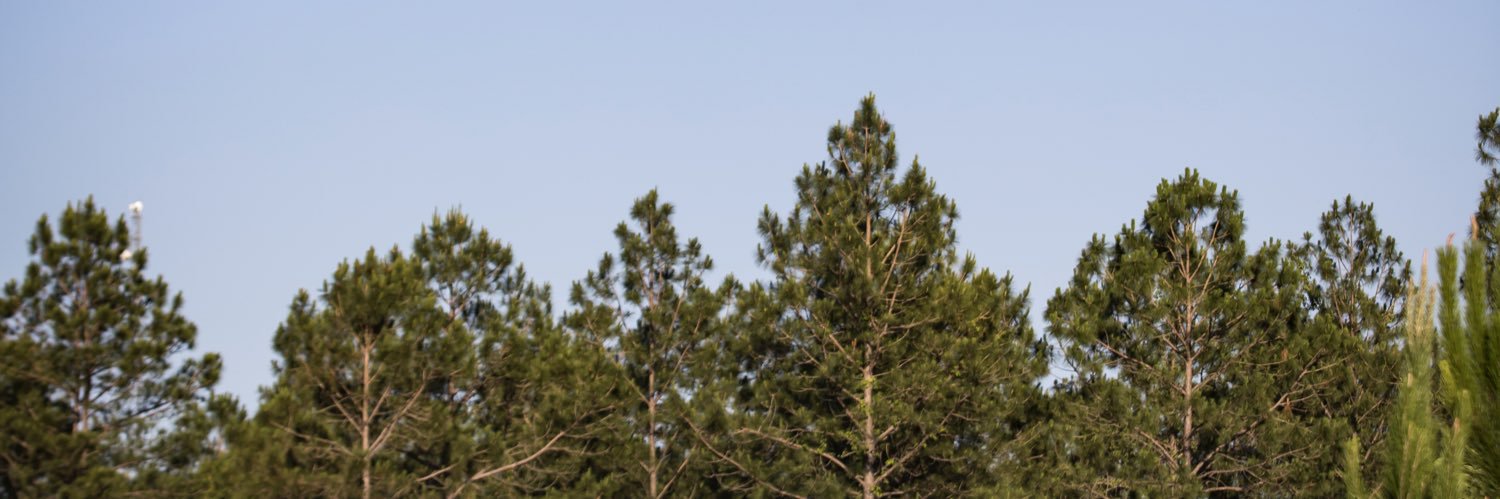 Georgia Forestry Foundation banner