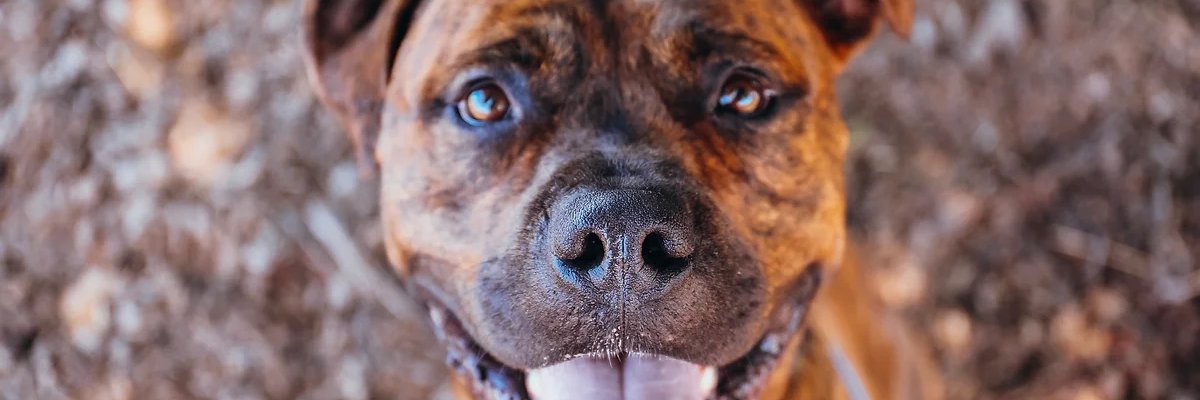 HavenHumaneSoc's profile banner image