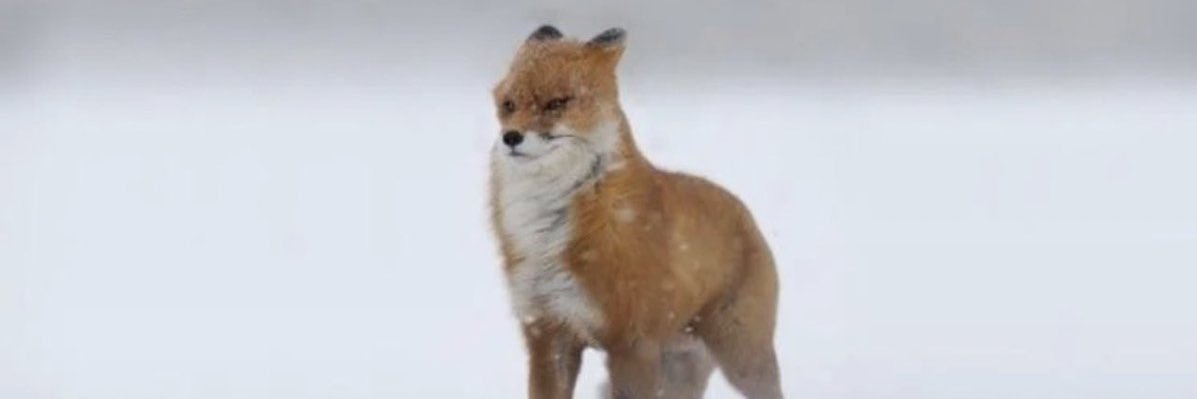 TheTexasRanger64🇺🇦 banner