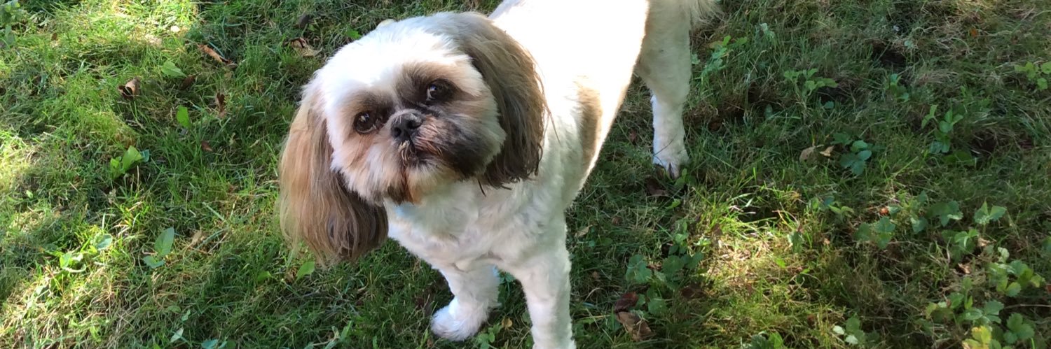 Cedar Shih Tzu 🐶/ Angel Coffee Tzu 🐶🌈🇨🇦 banner