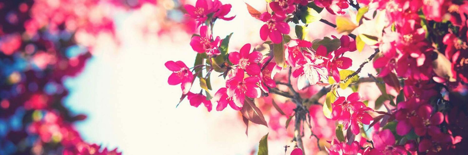 VickyMeridaB's profile banner image