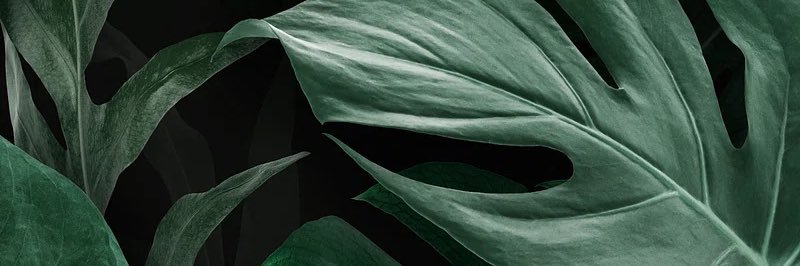 D_Swizzle's profile banner image