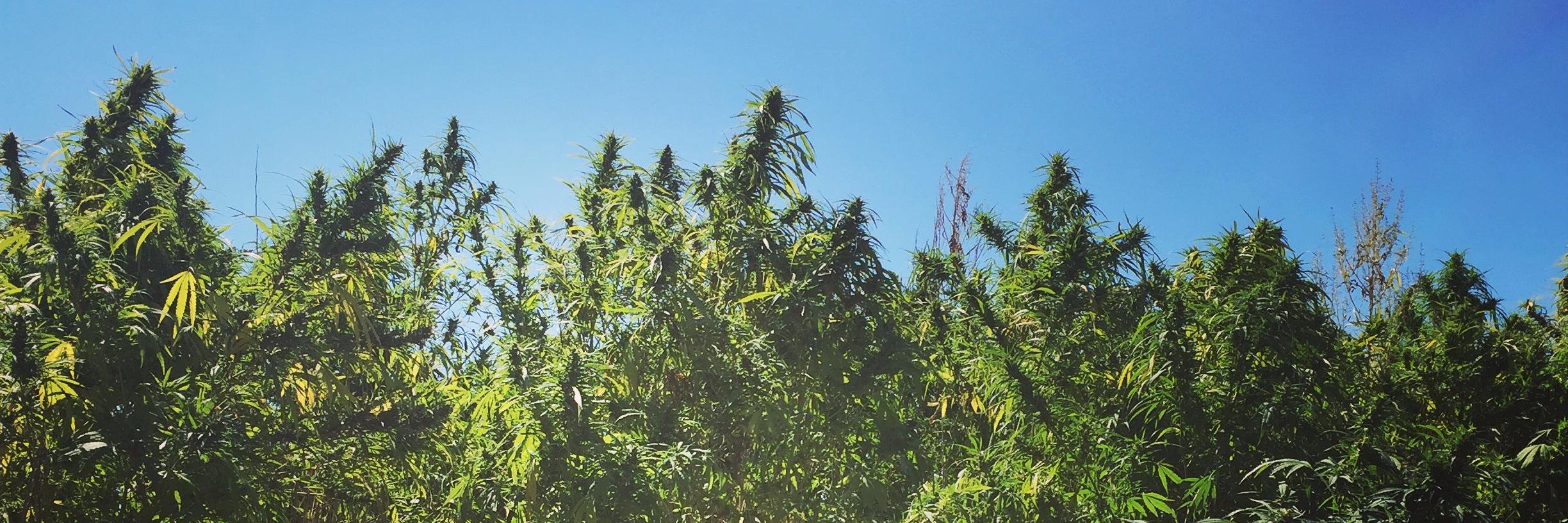 GrowHempCo's profile banner image