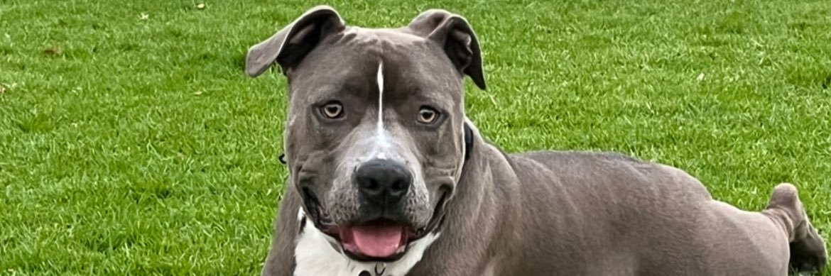 TheRealGeelDeal's profile banner image