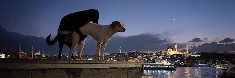 GonzaLestrange's profile banner image