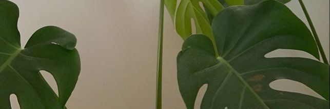 Anaycari's profile banner image