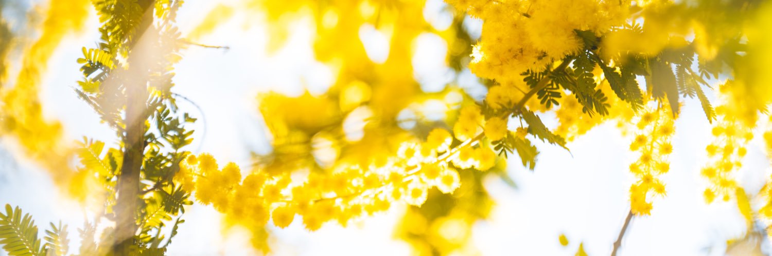 Legendary_Kazu's profile banner image