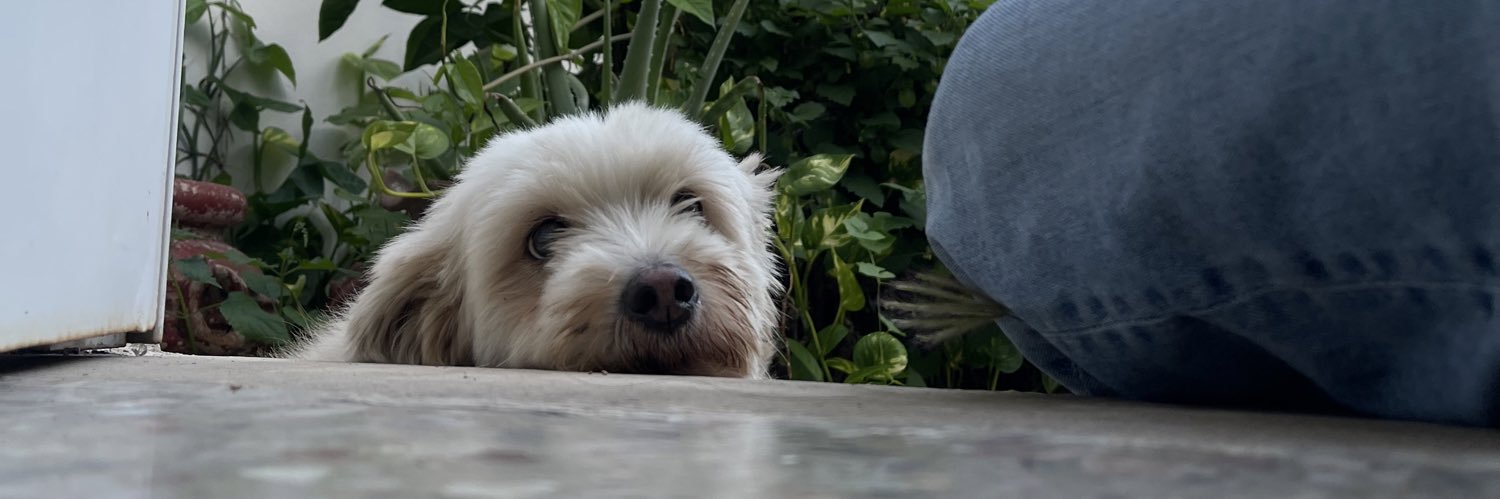 ha_ullet's profile banner image