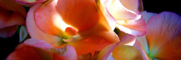 EkeLore Profile Banner