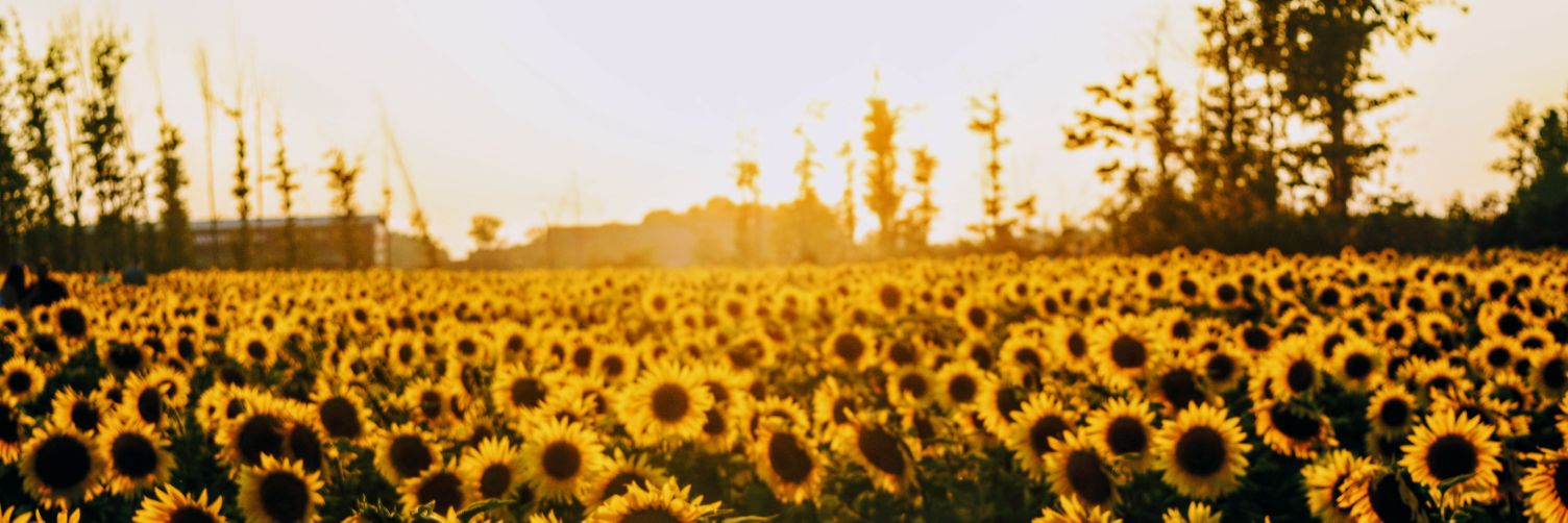 SpItFiRe994's profile banner image
