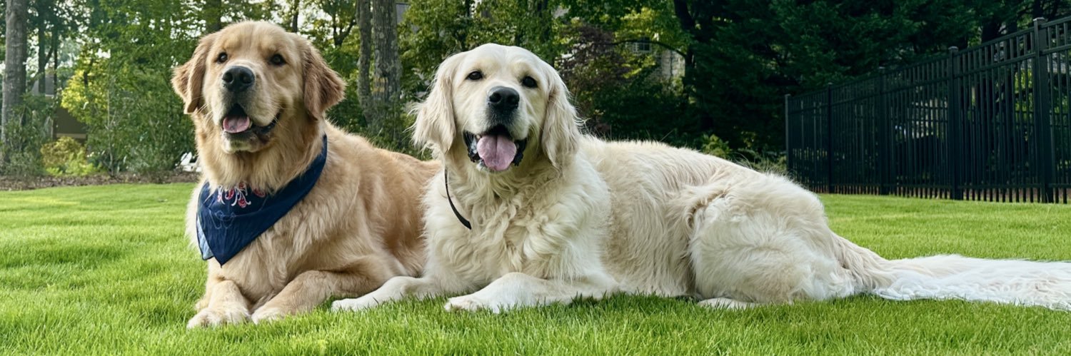 CallenDavidson's profile banner image