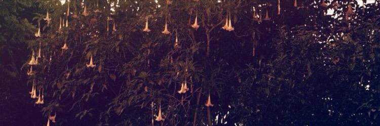 carolinereedl's profile banner image