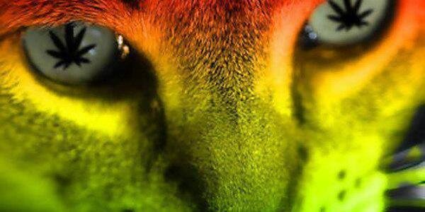 vodka_samm's profile banner image