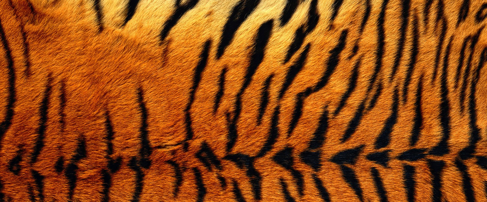 tigertaizo's profile banner image