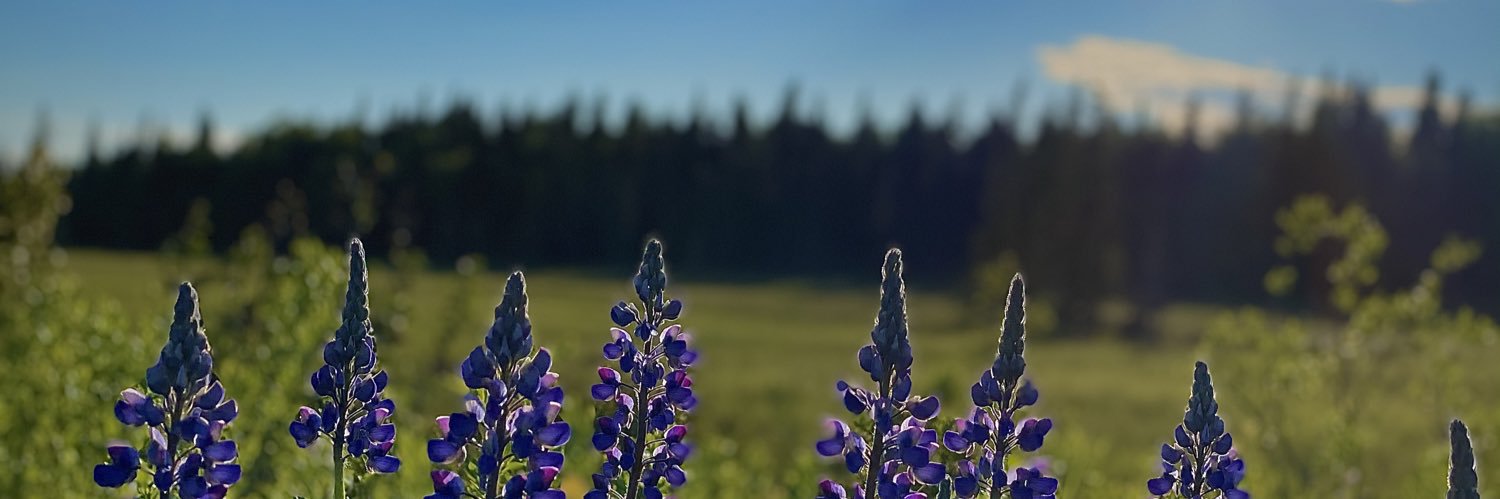 RandiSchroeder's profile banner image