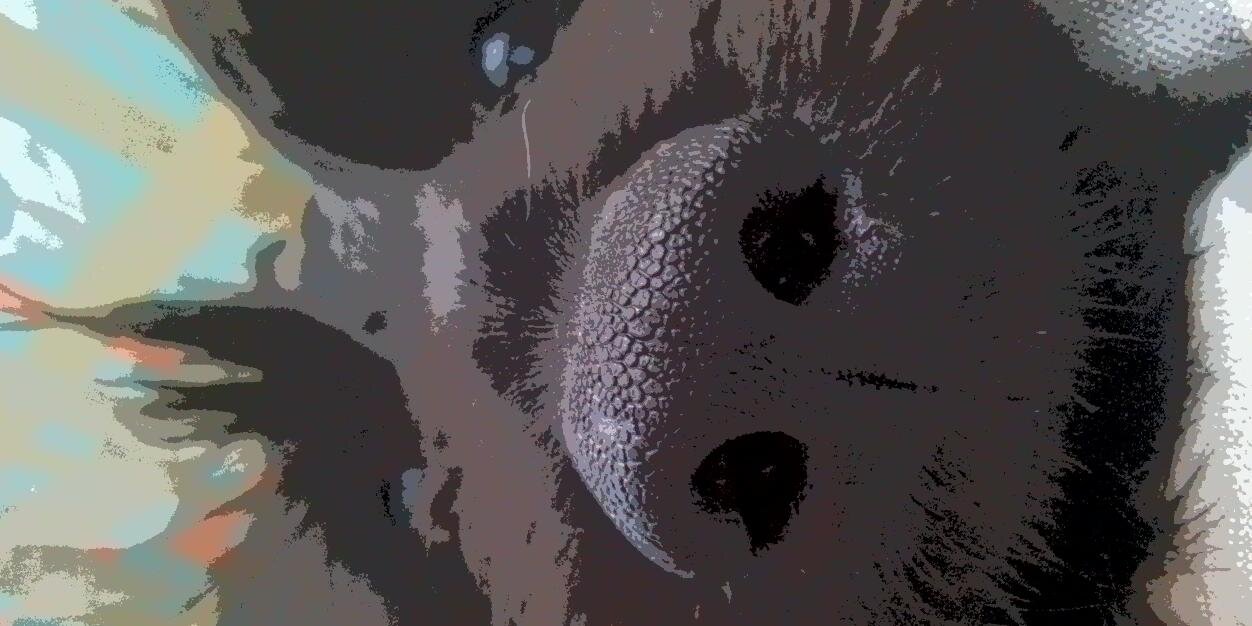 GuardiAngel4dog's profile banner image