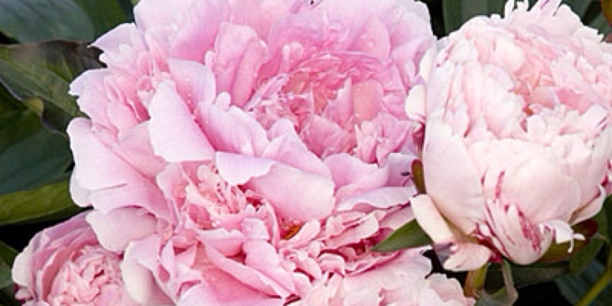 _mammam's profile banner image